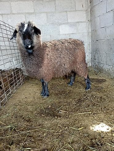 продажа козы: Продаю | Коза (самка), Козёл (самец) | Зааненская — 2