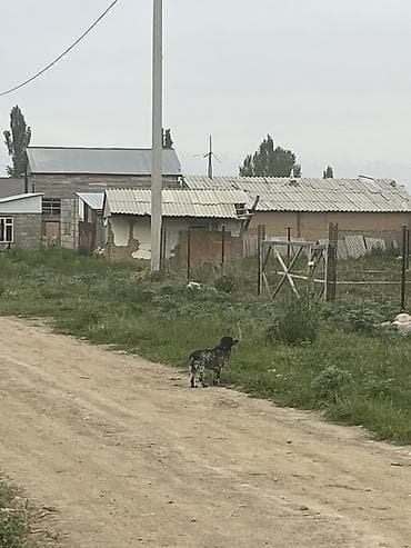 Собаки: Кокер-спаниель, 1 год, Самка, С прививкой — 3