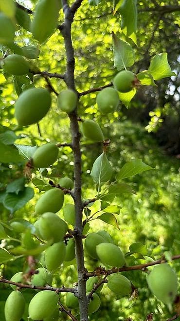 чудо фрукт: Зеленые абрикосы 🫒🤤 баткен кок оруктору (королор) свежие натуральные — 2