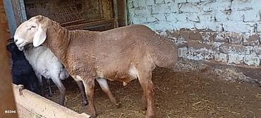 Продаю | Овца (самка) | Для разведения