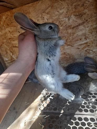 коёндор: Сатам | Коендун бөжөктөрү | Күрөң коен | Көбөйтүү үчүн — 3