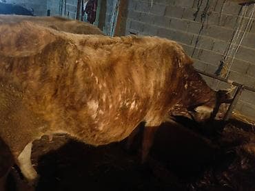 бычок симентал: Продаю | Корова (самка) | Для разведения | Привязанные — 3