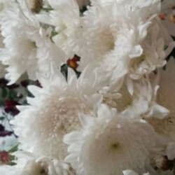 багеты бишкек: В продаже хризантемы — куст 180 сом. - Махровые крупноцветковые — 1