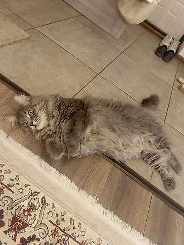 кошка породистые: Мейн-кун, 1 год, Мальчик, Серый, Кастрирована, Приучена к лотку, С документами — 3