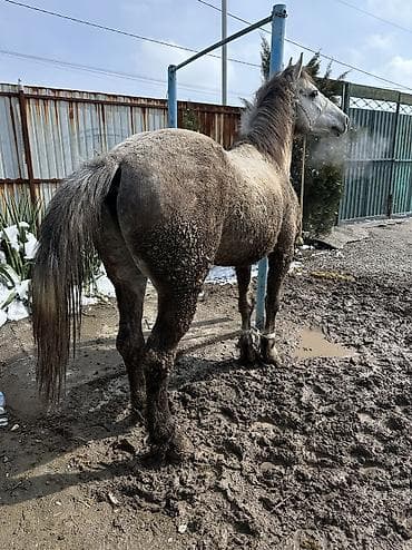 лошадьи: Продаю | Конь (самец) | Для разведения | Племенные — 2