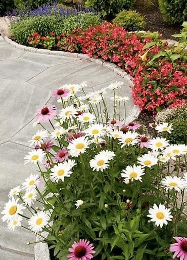 кливия цветок: Ромашка садовая (нивяник, Leucanthemum) — набор делёнок/черенков для — 2