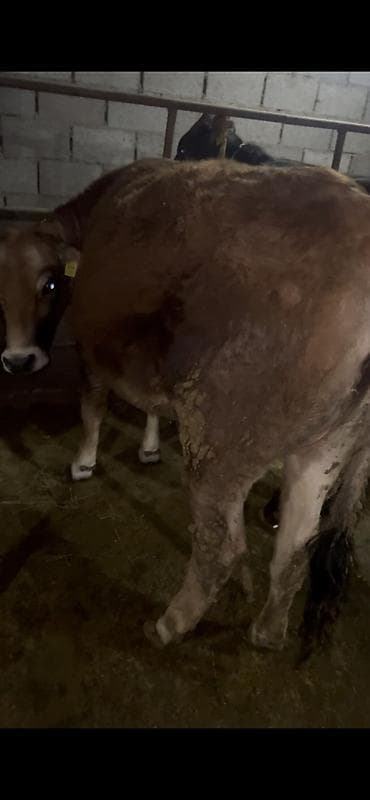 маленькие бычки: Продаю | Бык (самец) | На откорм | Привязанные — 3