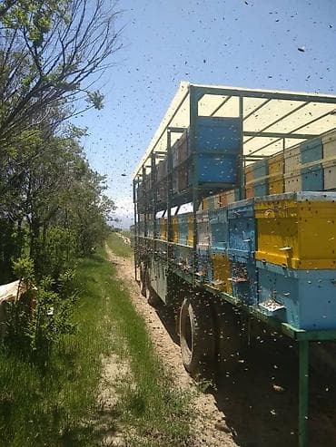 Продам пасеку. Полностью рабочая. Вместимость 72 двухкорпусных