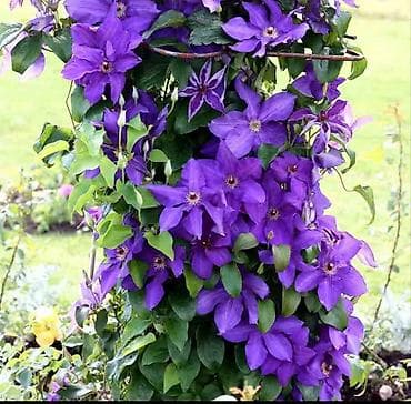 Клематис крупноцветковый, фиолетовый (лиана), многолетний, осталось 4 at lalafo.kg Клематис крупноцветковый, фиолетовый (лиана), многолетний, осталось 4