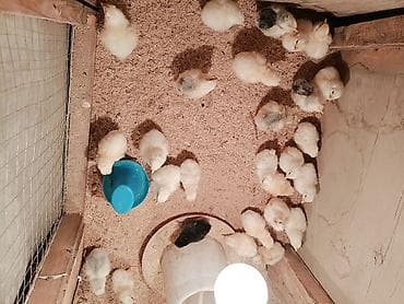 яйца куриные: Продаются цыплята.Адлерская парода. 27шт по 3-4 дня — 2