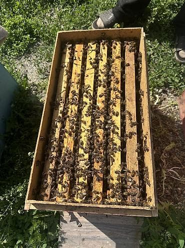 куплю пчелопакеты: 🐝 Продаются Семья Дадана Порода: Карника Комплектация: 4+2 — 4 — 2