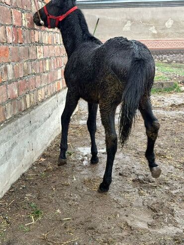 дойних коров: Продаю | Жеребенок | Для разведения | Племенные — 9
