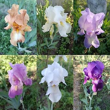 Ирисы сортовые для сада многолетники