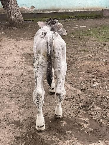 черепаха животное: Продаю | Музоо, торпок | Швицкая | Для разведения | Племенные — 9