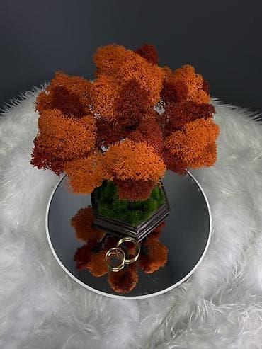 бонсай дерево: Декоративное настольное деревце Бонсай из стабилизированного мха- — 9