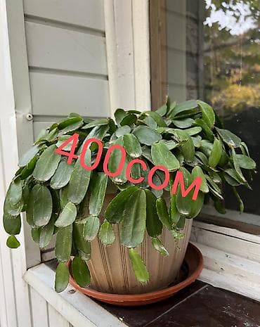 Промышленная химия: Цветы по самым низким ценам 1-Антуриум мужское счастье 4х летный в — 5