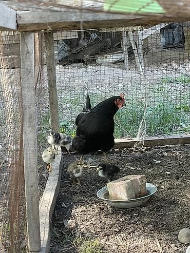 комбикорм для бройлера: Продаю | Куры | Домашняя | Несушки — 2