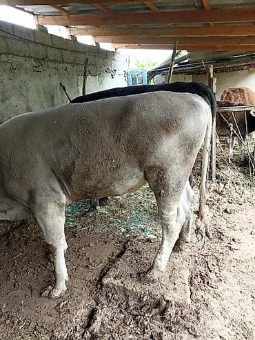 коровы алатау: Продаю | Бык (самец) | На откорм | Привязанные — 3