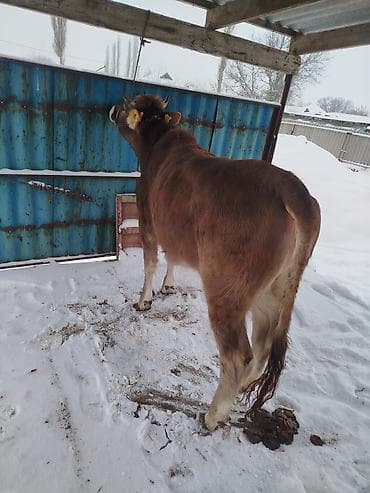 собаки кант: Продаю | Тёлка | На откорм | Племенные — 2