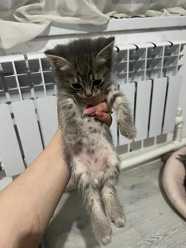 Мышыктар: Мышык бекер берилет: Породасыз, Эркек, Лотокко барууга үйрөтүлгөн — 1