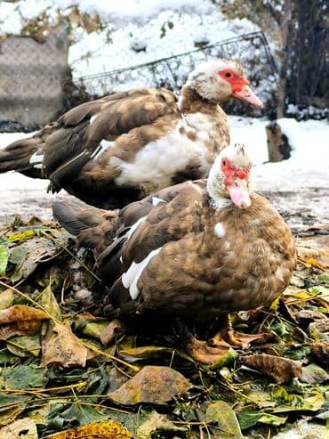 Мускусные утки (индоутки), разноцветные. цена договорная Описание: -