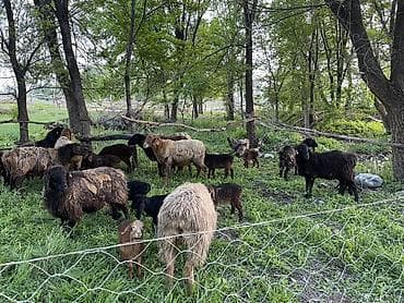 алабай бишкек: Сатам | Ургаачы кой (ургаачы) | Көбөйтүү үчүн | Ургаачы — 5