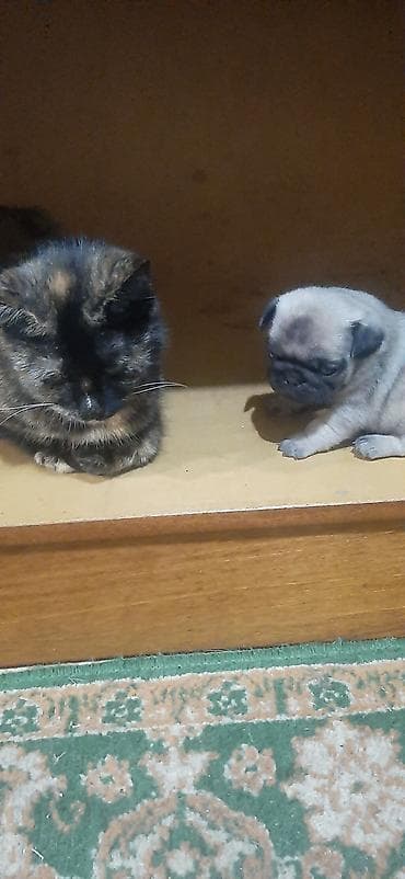 Продажа собак: Мопс, 2 месяца, Самец — 4