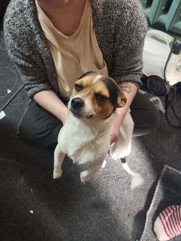 куплю восточно европейскую овчарку: Отдам даром собачку, отец чихуахуа а мама той терьер, отца тоже отдаём — 5