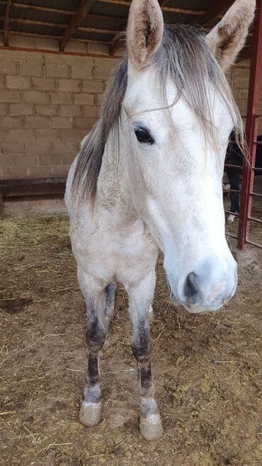 весы для животных: Продаю | Кобыла (самка) | Полукровка — 1