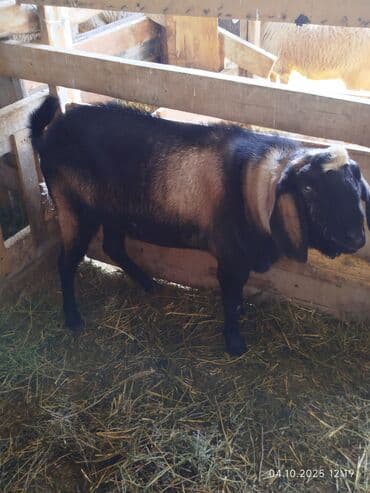 кандек собака: Сатам | Теке (эркек) | Нубий | Көбөйтүү үчүн | Жасалма жол менен боозутуу — 2