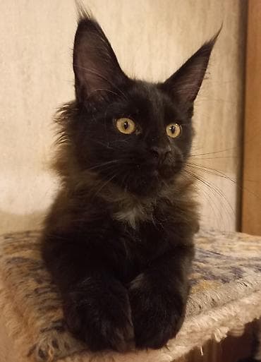 ищу котят: Два крупных 3-месячных котёнка породы мейн-кун готовы к переезду! — 7