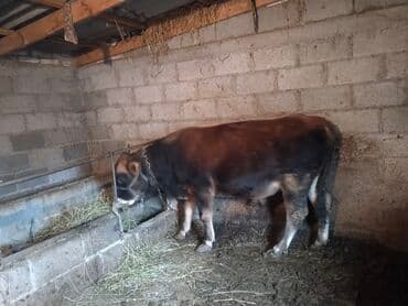 можно купить собаку: Продаю | Бык (самец) — 1