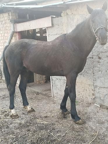 усыпление животных бишкек: Продаю | Конь (самец) | Конный спорт — 2