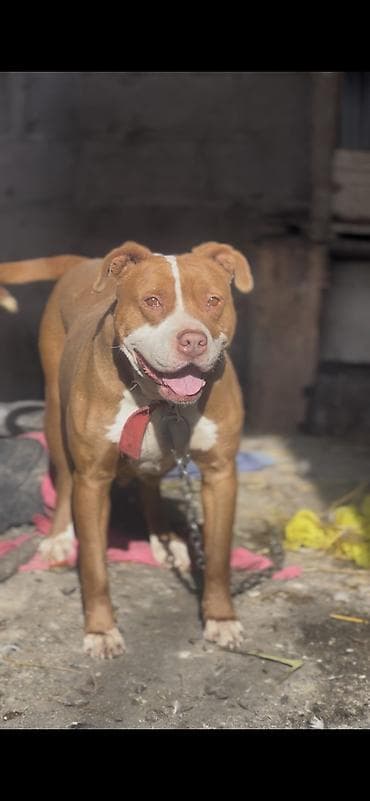 гончие собаки: Американский питбультерьер (сучка)— мощный и активный компаньон для — 2