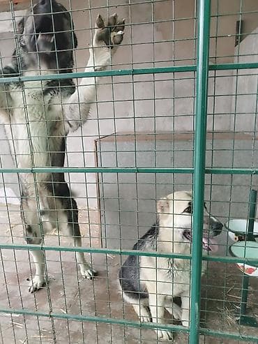 кыргыз алабай: Алабай, 3 месяца, Самец, С прививкой — 9