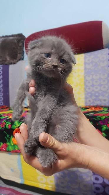 овчарка шенок: Шотландские котята: скоттиш-страйт и скоттиш-фолд - Окрас: сплошной — 7