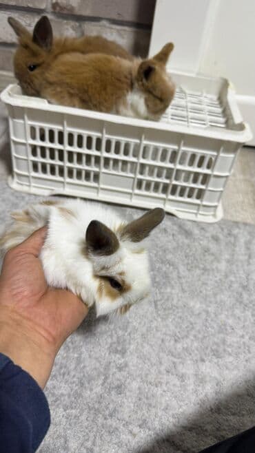 Шиншиллалар: Кролик с окрасом, сочетающим белый и светло-коричневый цвета. Обладает — 20