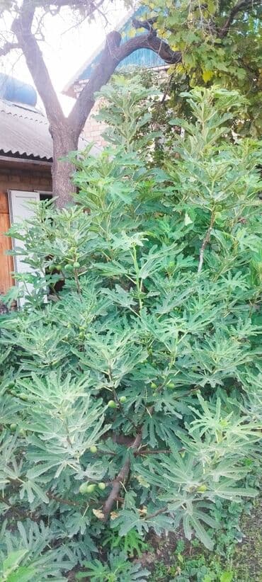 где купить саженцы гортензии в бишкеке: 📍Продаю инжир 1 год 7 месяцев плодоносящий, через 2-3 месяца можно — 6