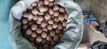 орехи чищенные: Грецкий орех в скорлупе - Натуральные ядра в цельной скорлупе — 2