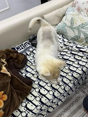 собака самоед: Щенок хаски - kyrgyz kennel club Порода: сибирский хаски - Окрас — 6