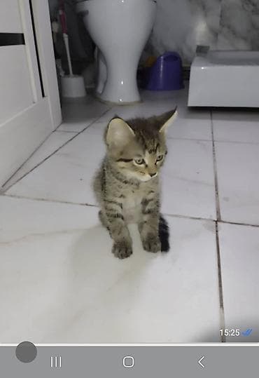Котята в добрые руки. - Милые полосатые тигрята, классический