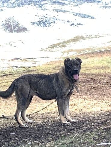 продажа собак бишкек: Овчарка, 1 год, Самка — 4