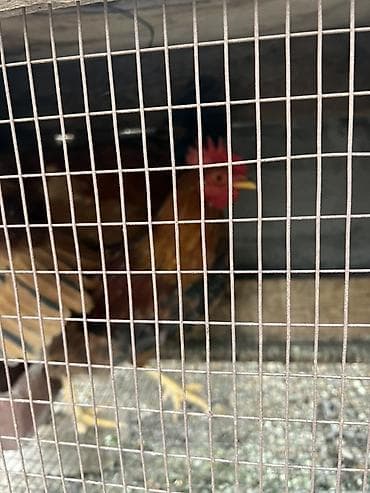 Продаю | Куры | Домашняя | Для разведения