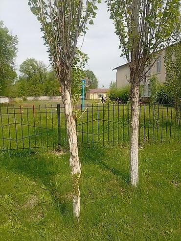 купить арки для теплицы: Саженцы — 1