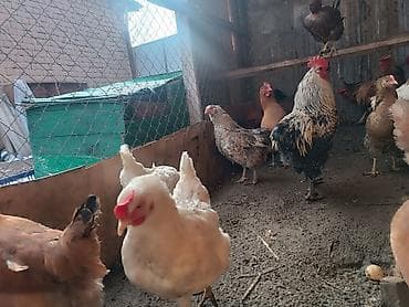 Коровы, быки: Продаю | Куры | Домашняя | Для разведения — 4