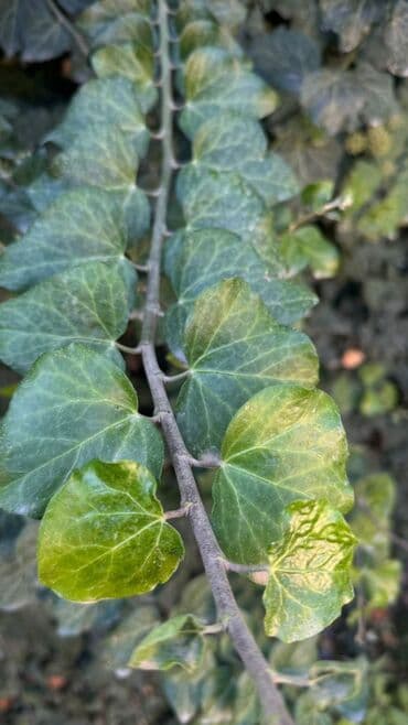 отургучтар бу: Көк чөптөр жана микро жашылчалар — 1