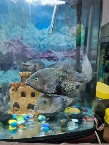 Продаю Радужную цихлазомы 15-25 см цена 400сом