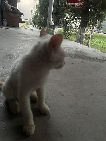 cane corso: Котята-домоседы, короткошёрстные. - Окрас: один тигровый — 6