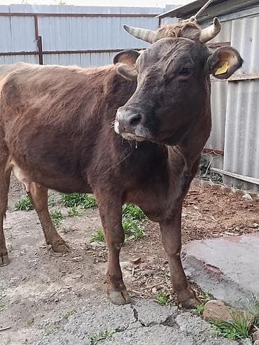 german shepherd: Продаю | Корова (самка) | Для молока | После отела — 6