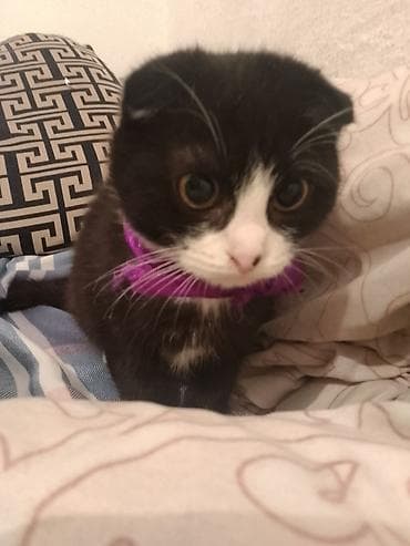 Үй жаныбарлары: Шотландский вислоухий котёнок (окрас: чёрно-белый, биколор) - Порода — 2